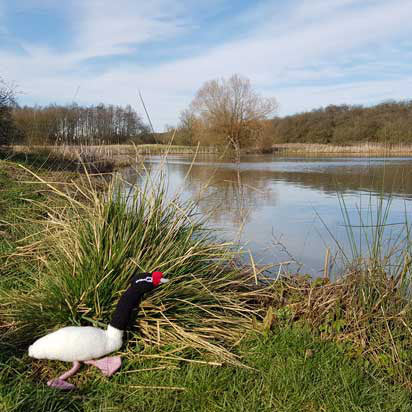 Decorative swan on grass near a pond with trees in the background