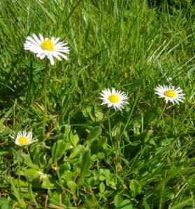 Handmade Knitted Daisy Daisies Fitting in Knitting Children Quick Craft Ideas