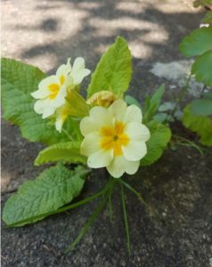 Handmade Knitted Primrose Plant Fitting in Knitting Children Quick Craft Ideas