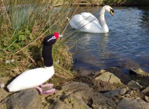 Handmade Knitted Swans Lake Fitting-in-Knitting