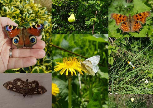 British-Butterflies-Collage Fitting in Knitting